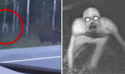 Mysterious 'humanoid creature' spotted stalking moose - prompts panic ...