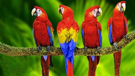 Birds Parrots Macaw Long Tail Beautiful Colorful Parrots On A Branch From Tree Lifespan Hyacinth ...