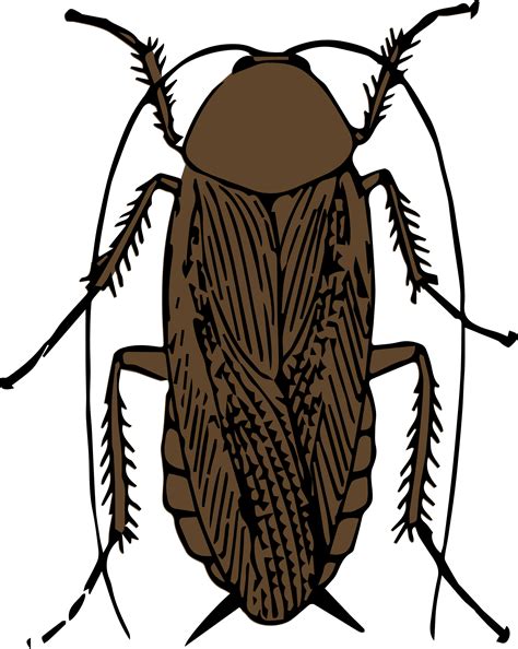 Cockroach Clipart - 46 cliparts