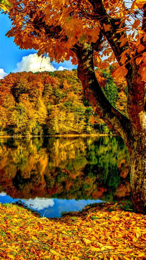 Autumn Trees Wallpapers - Wallpaper Cave