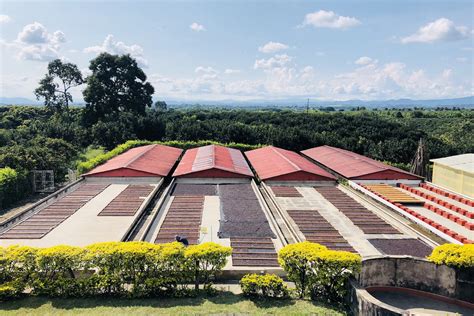 From tree to cup | The coffee farming process | Two Before Ten