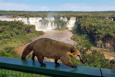 Wildlife of Iguazu Falls, Brazil and Argentina - The Wildlife Diaries