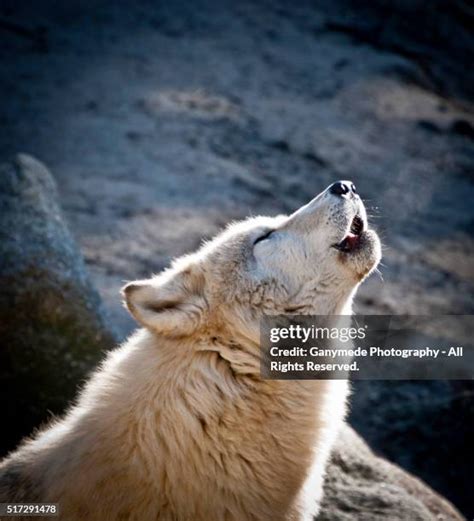 102 Howling White Wolf Stock Photos, High-Res Pictures, and Images - Getty Images