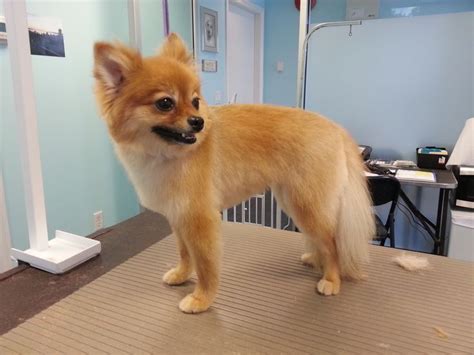 Image result for pomchi haircuts | Dog grooming, Pomeranian puppy, Pomeranian dog