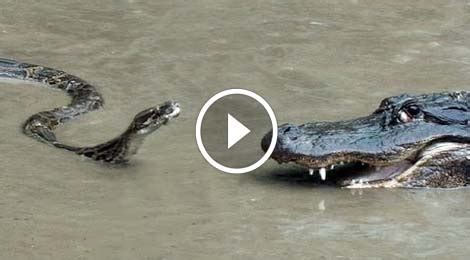 Python Vs Crocodile - Crocodile Attack Python - The Real Fight. - Daily ...