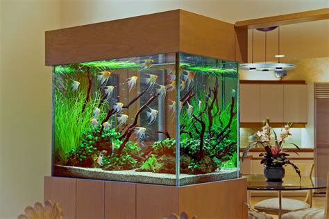 Create an Aquatic Oasis with a Small Aquarium Design for Your Living Room - Get Inspired Now ...