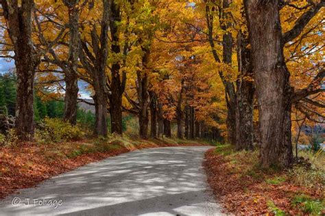 Vermont Fall Foliage Gallery