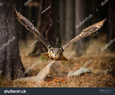 Eagle Owl Swoops In Low Hunting Its Prey. Stock Photo 500202766 : Shutterstock