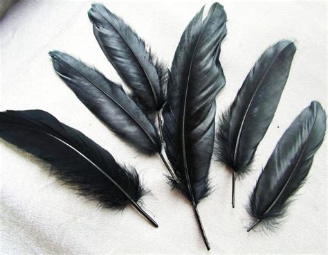 Raven Feather Meaning: Symbolism And Significance | The Full Guide