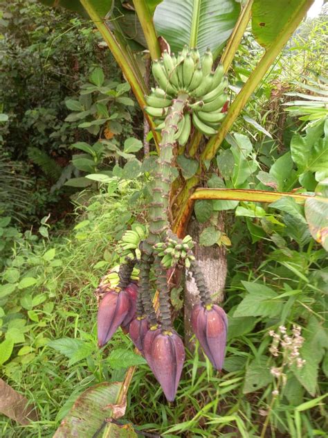 Unik, Pohon Pisang Miliki 7 Jantung di Kecamatan Routa Konawe