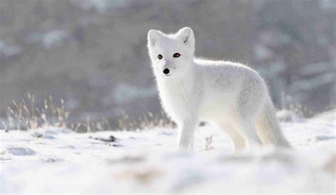 interesting facts about arctic foxes 5 interesting facts about arctic foxes