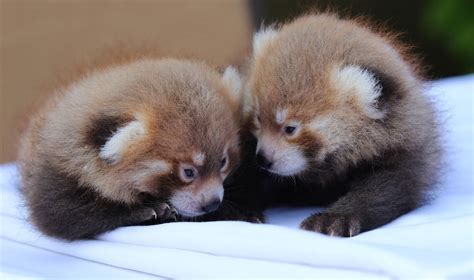 It's twin boys! Baby red pandas born at Rosamond Gifford Zoo - syracuse.com