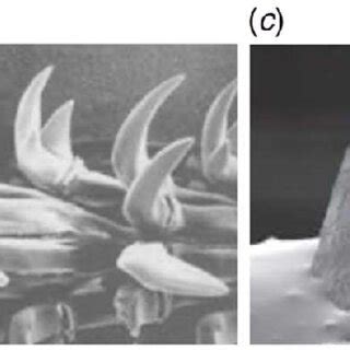 The hierarchical architectures of limpet teeth: (a) limpet shells; (b)... | Download Scientific ...