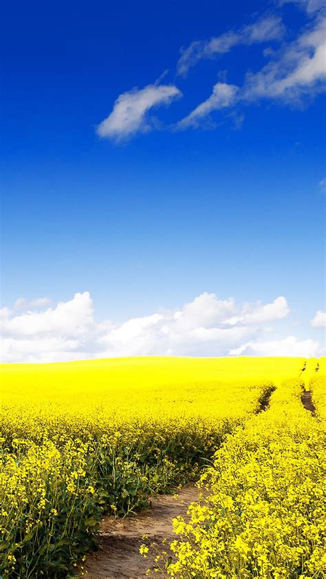 Nature Wonder Canola Field iPhone Wallpapers Free Download