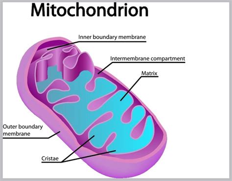 Explain The Structure Of Mitochondria With Diagram Mitochond