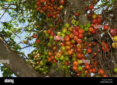 Image Of Fig Tree And Fruit | Fruit Trees