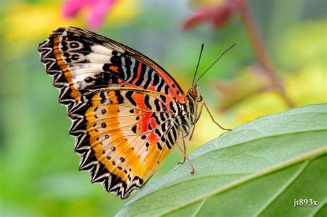 butterfly, Wings, Color, Close up Wallpapers HD / Desktop and Mobile Backgrounds