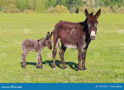 Baby Donkey and Mother on Floral Field Stock Image - Image of nature, agriculture: 116175371