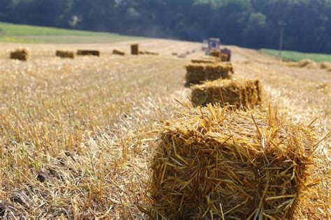 Straw Bales | Peters Produce | Grown in Aylmer ON