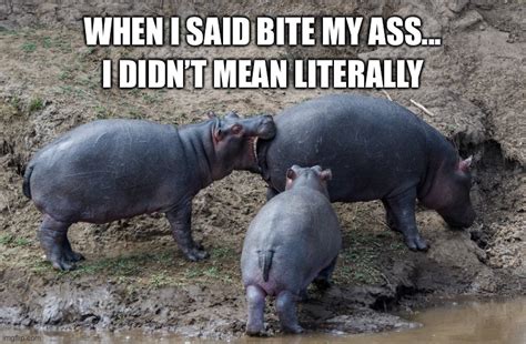 hippo Memes & GIFs - Imgflip