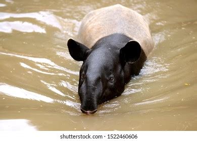 212 Swimming Tapir Images, Stock Photos & Vectors | Shutterstock