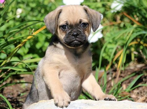 Puggle Puppies for Sale - Keystone Puppies