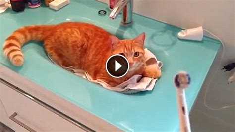 Check Out Cat’s Reaction When Dad Picks Up His Electric Toothbrush. You ...