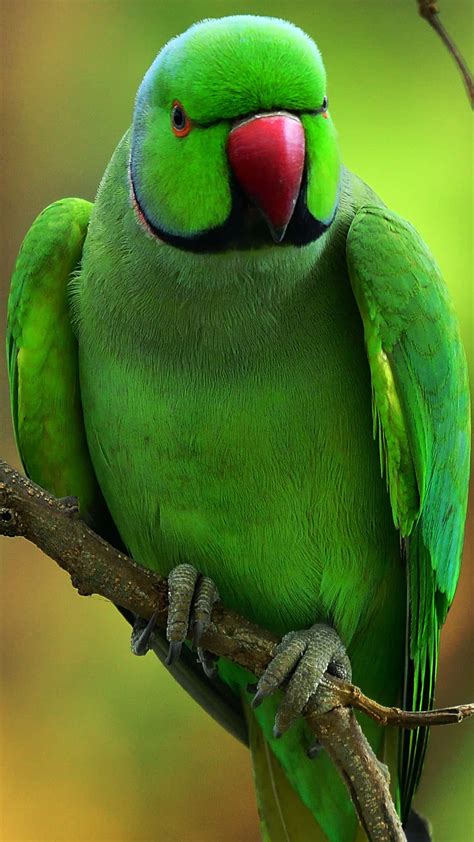 Green Parrot Images Hd Wallpaper - Infoupdate.org