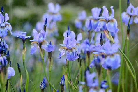 10 Shade-Loving Plants for Summer - BBC Gardeners World Magazine