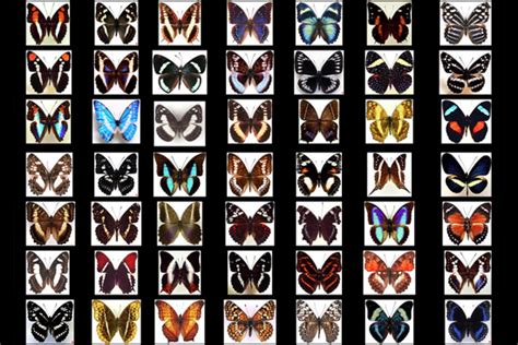 Butterfly Wing Patterns