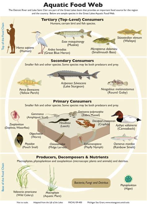 Food Chains and Webs | Teaching Great Lakes Science