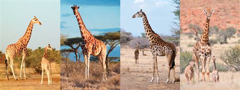 How many species of giraffe are there? | Semantic Scholar