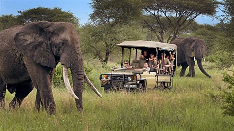 Tanzania wildlife Experience FAQs | Tanzania Safaris Tours | Tanzania