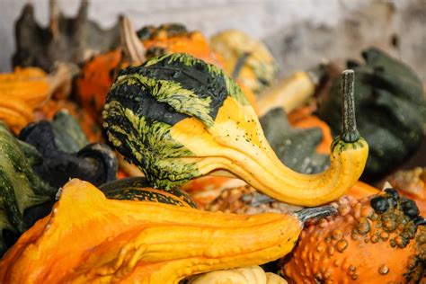 Various Pumpkins and Gourds · Free Stock Photo