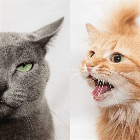 Your Cat's Pupils Can Signal What They're Feeling