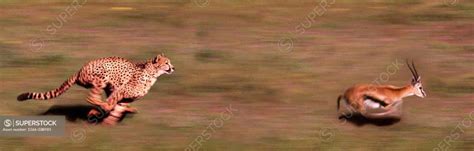 Cheetah chasing Gazelle - SuperStock