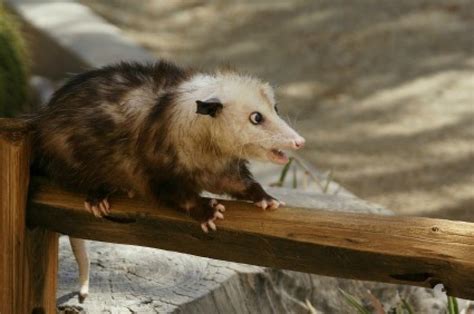 Getting Rid of Opossums | ThriftyFun