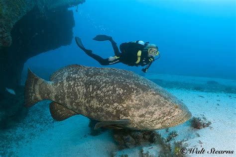 Giant grouper - Alchetron, The Free Social Encyclopedia