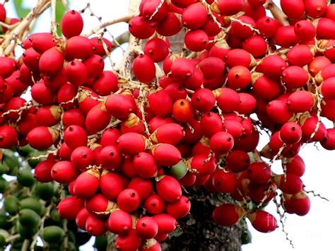 Palm Tree Seeds Photograph by Mary Deal