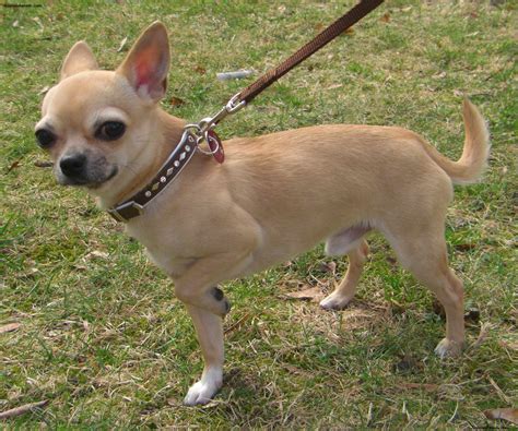 Chihuahua - Puppies, Rescue, Pictures, Information, Temperament, Characteristics | Animals Breeds