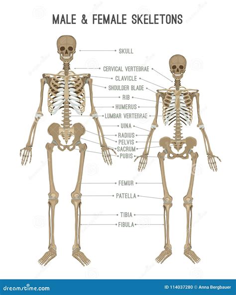 Skeleton differences image stock vector. Illustration of comparison ...