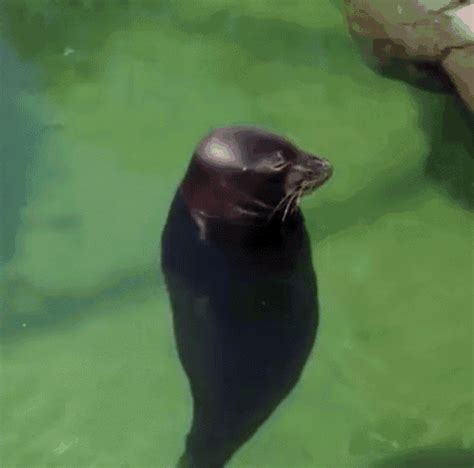 Seal Spinning Around GIF - Seal SpinningAround LookingAround - Discover ...