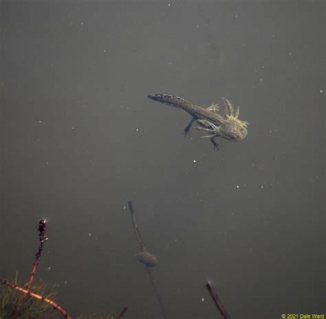 More High Altitude Tiger Salamander Larvae - A Good Life