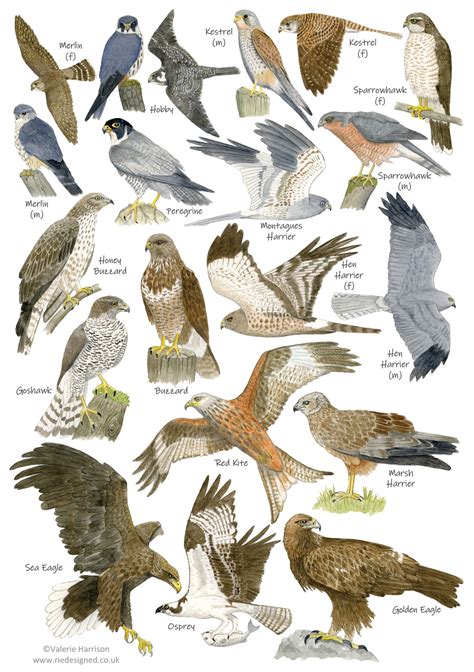 British Birds of Prey Identification A5 Card Postcard, Art Print