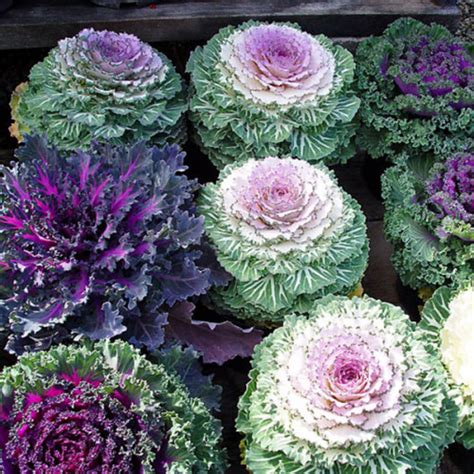 50 Pcs Flowering Cabbage Seeds Ornamental Cabbage BRASSICA - Etsy