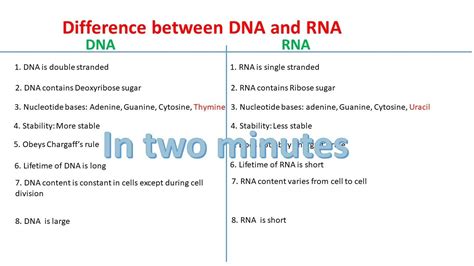 Rna Vs Dna