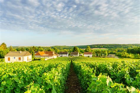 Champagne Cellars and Vineyards in Reims, Epernay and Troyes