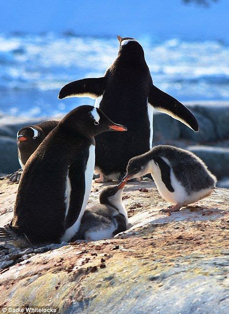 The ice blue planet! A pilgrimage to the Antarctic Circle | Antarctic ...