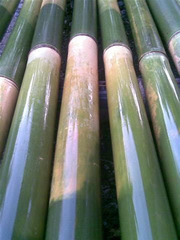 Bambu Petung / Bambu Betung Bali : Jual Bambu Petung - Betung Bali