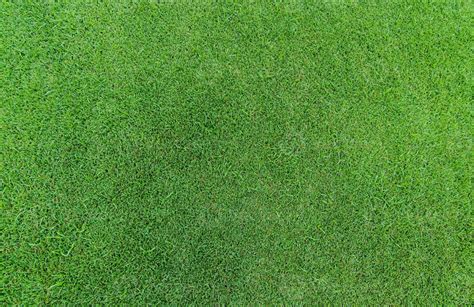 Green grass texture background. Golf course grass. Top view of green grass of turf lawn texture ...